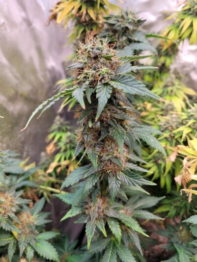 6d5fc3cf-6c80-4050-999a-f9094ed26002