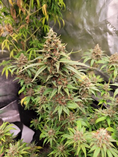 9b1e32d3-43ae-4452-b4f5-2ab6885fd12b