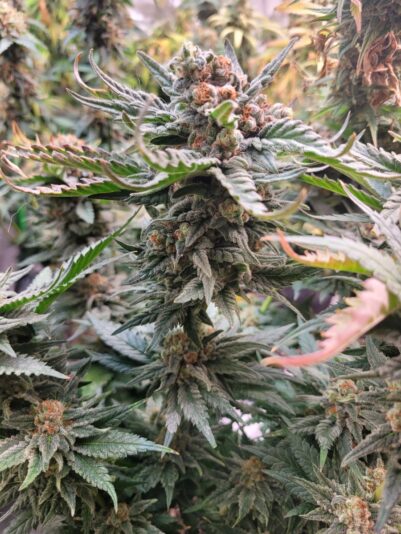 a348761d-a4bf-4e4e-9c88-be652ab0d6ab