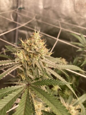 8E4B9932-8ECB-4BB3-BC34-71D02772C23A