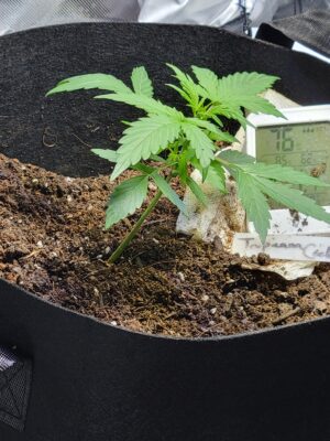 0ed945a0-dbd0-470c-b428-2798a5fda194