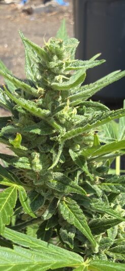 5da08f2a-2d3c-44a8-a93a-62b260294521