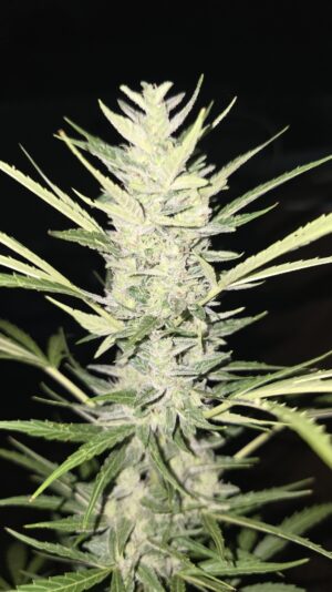 c3681279-4987-4bab-8ea5-ce502c98a2ff