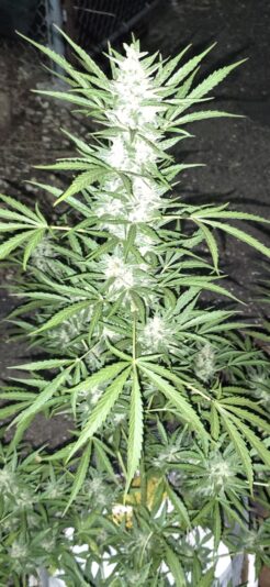 f457dbc9-fbc3-44cd-ad97-a5cefd30e203