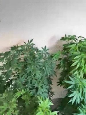 77834698245__1B0DB916-F61D-4F3F-B81F-14AE7DD3F1FF