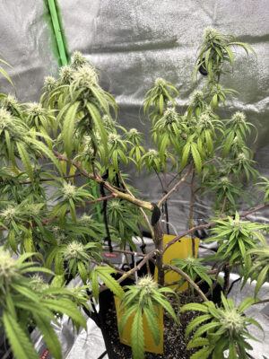 D152C9EB-AF7C-462B-A46F-0438C18228D0