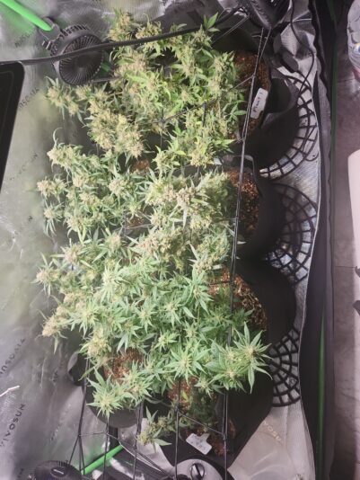 0c013ecf-aeda-45ec-b533-252105c58fdf