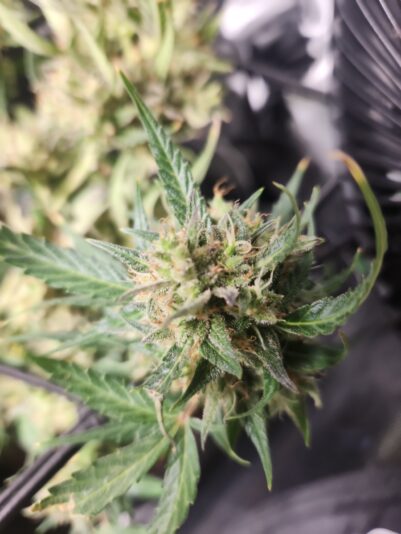 ca6827ab-0a01-4afd-be9a-9bda0f1b196e