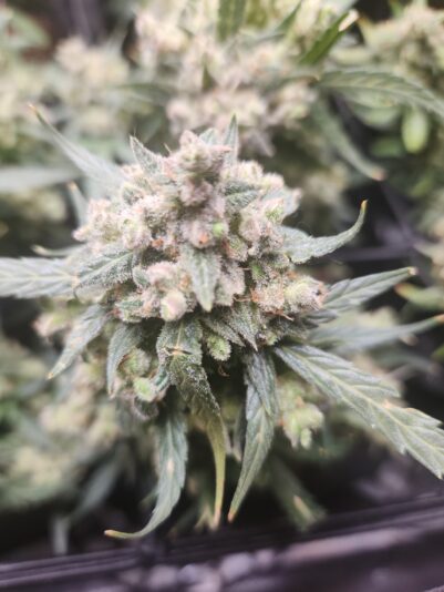 d2e22b24-9736-408f-876b-2c775ee49e4e