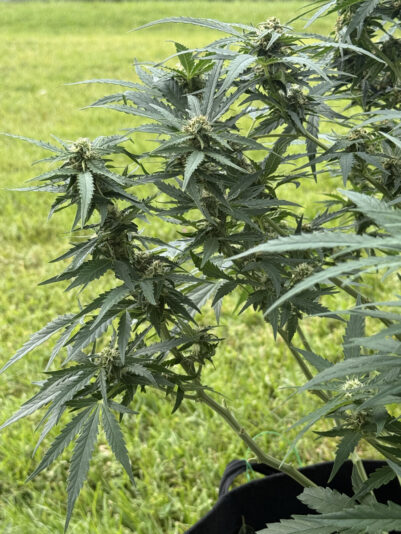 E205D1E2-5EE7-4292-98C7-8388FC3A7B19