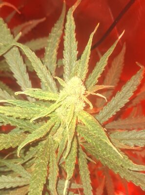 79e480ec-4a01-460e-aaec-ebb3f0ea9b85