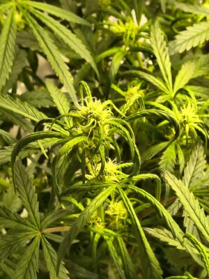 IMG_20251025_091857521_HDR[1]