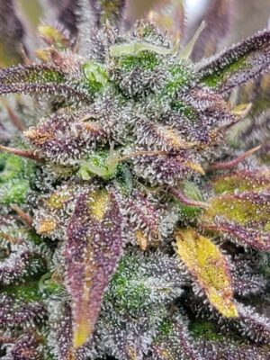 d38da1c4-1d15-45b5-951c-f391ec021a78