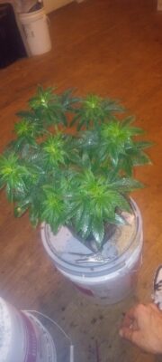 IMG_20251109_175539965