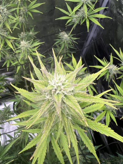 D1E995FE-3402-433E-A789-454134E85638