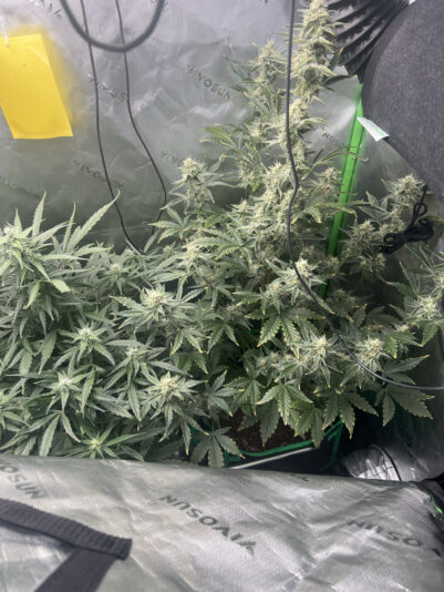 94129B9E-A0B1-4251-B084-32EF7AF1E4A9