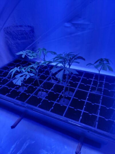 5154c4a5-278d-4799-8356-75c595070d0e