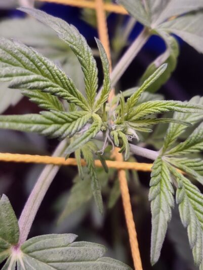 cd9d8418-3d26-4615-8208-a2505e79d7d3