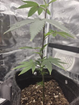 35f622a1-7272-4c3b-ad32-f0ffd9775aa7