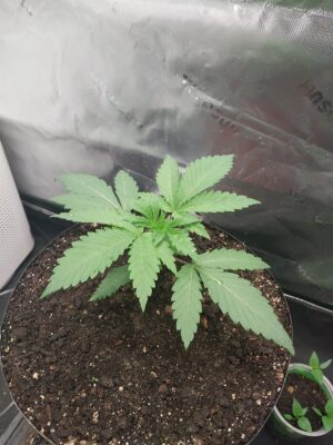 18588be0-a627-40c6-ac87-22a22c3ebd34