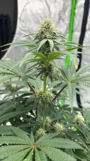 0711BB10-AE33-4677-A657-47BE3E743B02