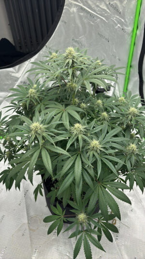 FBA897AD-6BFC-4B34-8B5B-966ABACAF370