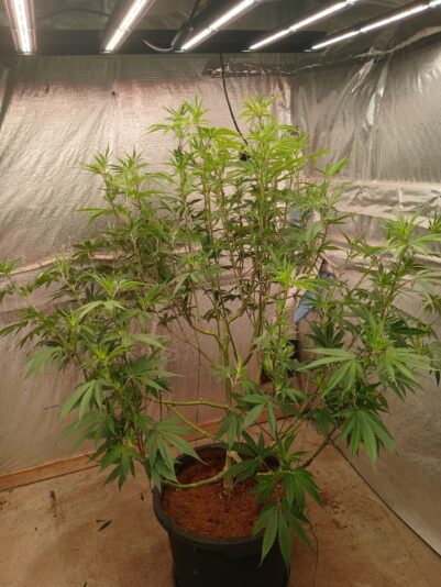 3c76e253-e540-410f-abb7-41657beb1611