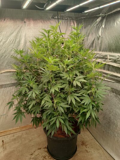 41aa07fb-45a1-4068-b76e-4f5c348021f3