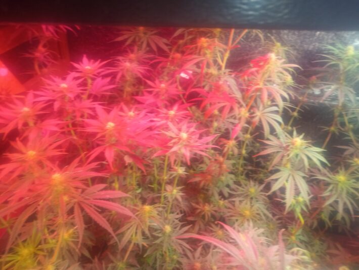 IMG_20251129_162147429