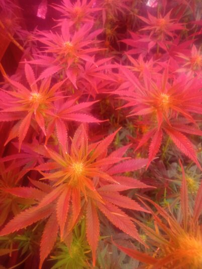 IMG_20251129_162204050