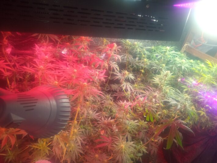 IMG_20251129_162133210