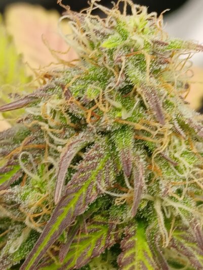 59934f44-0b7a-4f1d-b443-e8a2d3aaf8b5