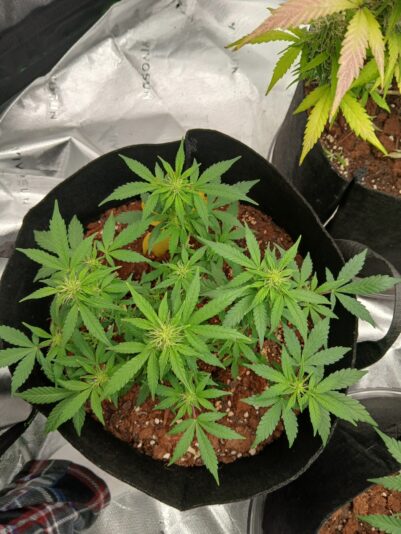 8a4161b1-42d2-4994-b472-6875581d6620