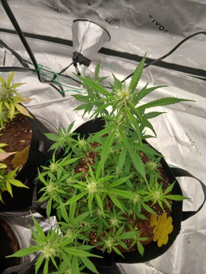 957256ff-e47b-4e4b-859b-70e526877760