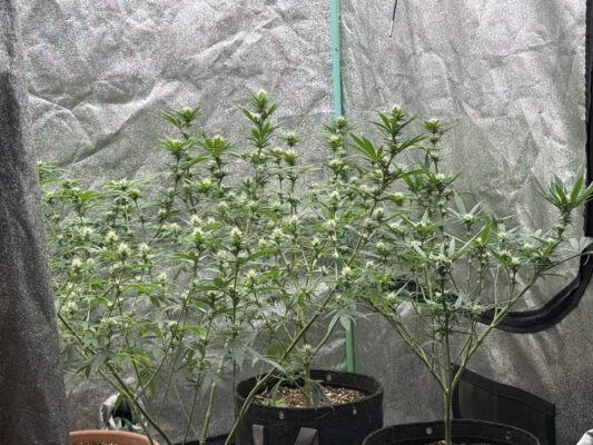 BCAB75E9-B44F-41C1-BFA9-94482912E067