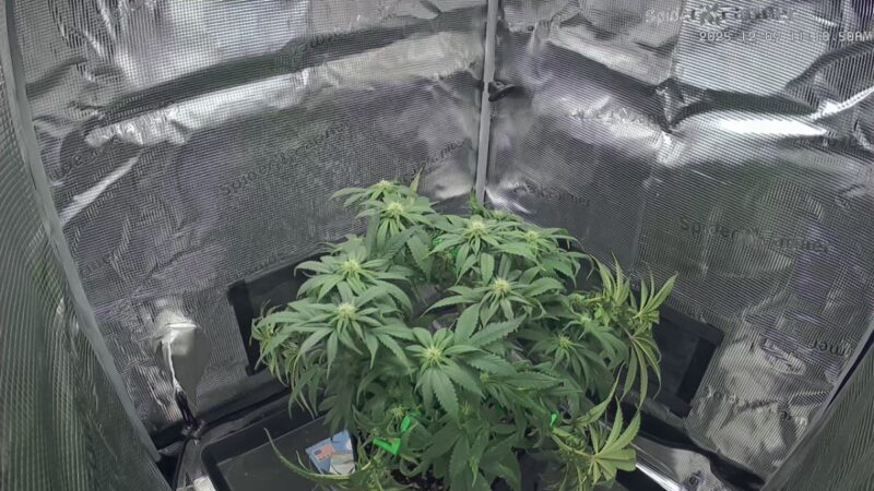 682f6893-32b6-46a7-9bef-52f3e88fbd6a