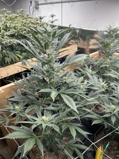 44C08289-FA36-4A00-93C5-73D9EFF3DC7A