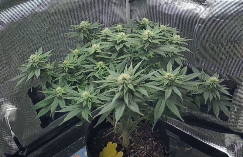 2b2041ed-2912-40b5-8e14-33e67fa6cf8c