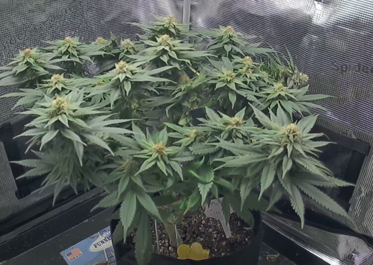 8f9dd0f1-c269-431e-998b-f65efae5cec8