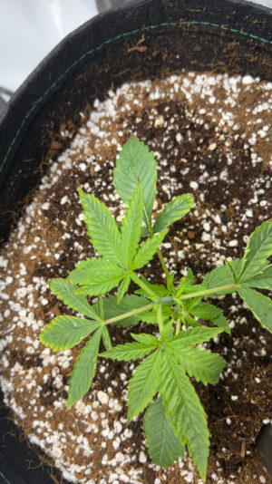 CjUKMVNuYXBjaGF0LzEzLjc2LjEuMCAoaVBob25lMTQsMzsgaU9TIDE4LjYuMjsgZ3ppcCkgAg==