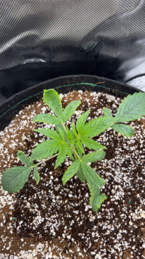 CjUKMVNuYXBjaGF0LzEzLjc2LjEuMCAoaVBob25lMTQsMzsgaU9TIDE4LjYuMjsgZ3ppcCkgAg==