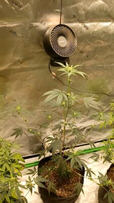 video-07767d84-aef2-429e-97a7-aea4afb5903346652378110862039