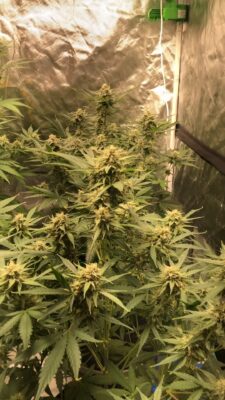 AAF30DE7-AFC5-4DE1-B09B-DDB2E6F612A0