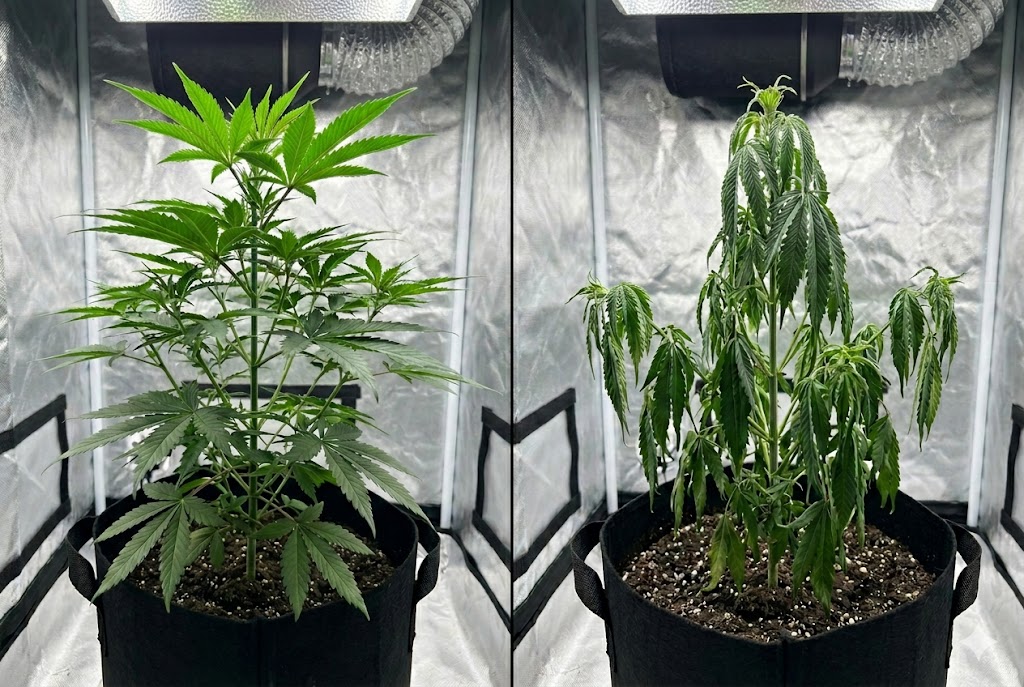 Comparison showing healthy praying cannabis leaves pointing upward versus overwatered drooping cannabis leaves hanging downward