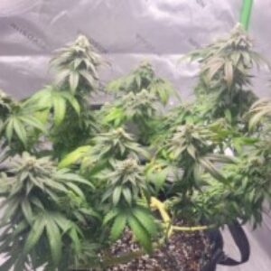 Profile photo of Kmart420