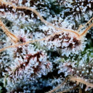 Profile photo of Vitalize420