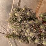 Profile photo of redrabbit