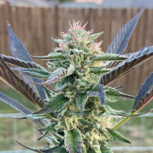 Profile photo of KingRob