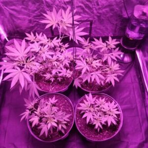 Profile photo of growing untamed