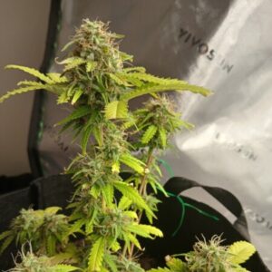 Profile photo of Maddydaddy